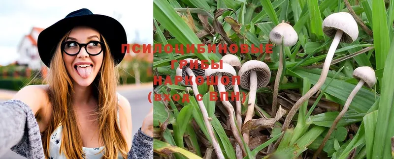 Псилоцибиновые грибы Psilocybe  что такое наркотик  Белый 